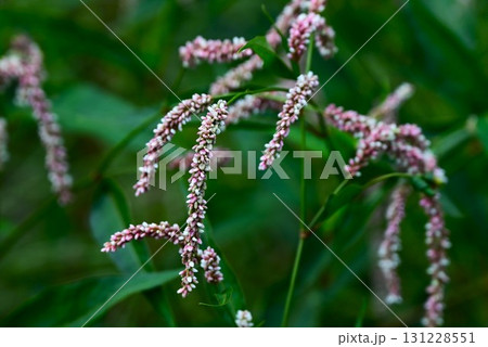 オオイヌタデの花・大犬蓼・道端の雑草の花 オオイヌタデの花・大犬蓼・道端の雑草の花 131228551