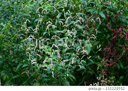 オオイヌタデの花・大犬蓼・道端の雑草の花 オオイヌタデの花・大犬蓼・道端の雑草の花 131228552