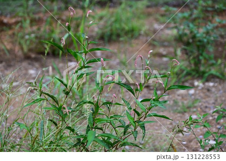 オオイヌタデの花・大犬蓼・道端の雑草の花 131228553