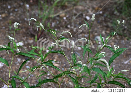 オオイヌタデの花・大犬蓼・道端の雑草の花 131228554
