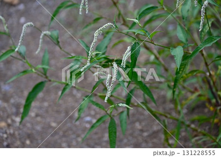 オオイヌタデの花・大犬蓼・道端の雑草の花 131228555