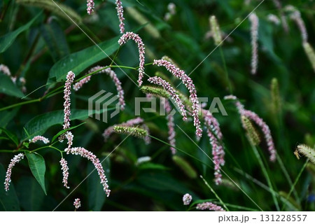 オオイヌタデの花・大犬蓼・道端の雑草の花 オオイヌタデの花・大犬蓼・道端の雑草の花 131228557