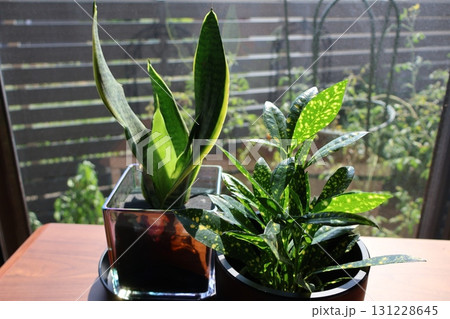 窓辺の観葉植物クロトンとサンスベリア 131228645