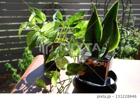 窓辺の観葉植物サンスベリアとポトス 131228646