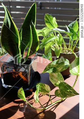 窓辺の観葉植物サンスベリアとポトス 窓辺の観葉植物サンスベリアとポトス 131228648