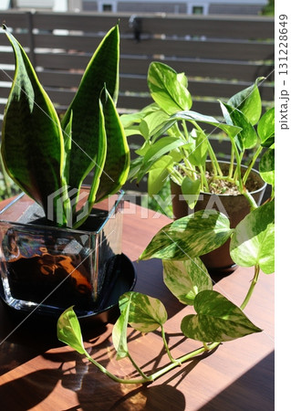 窓辺の観葉植物サンスベリアとポトス 131228649