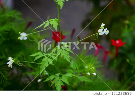 フウセンカズラの花と果実・風船葛 フウセンカズラの花と果実・風船葛 131228659