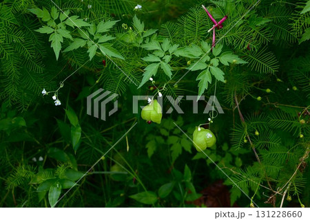 フウセンカズラの花と果実・風船葛 131228660