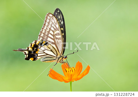 逆光で吸蜜するナミアゲハ 131228724