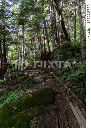 樹林帯を登る登山　御嶽山 131228770