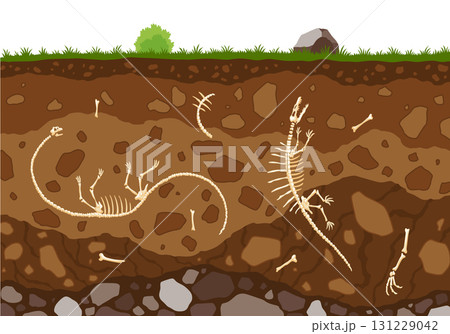 Soil layers with bones. Surface horizons with fossil reptile skeleton, upper layer of earth structure with mixture of organic matter, minerals. Buried lizard bones in dirt and underground clay layer Soil layers with bones. Surface horizons with fossil reptile skeleton, upper layer of earth structure with mixture of organic matter, minerals. Buried lizard bones in dirt and underground clay layer 131229042