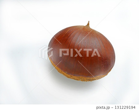 秋の果物。栗の実一粒、白バックの切り抜き写真 131229194