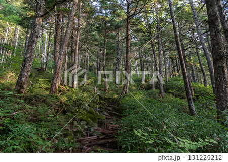 樹林帯を登る登山 御嶽山 樹林帯を登る登山 御嶽山 131229212