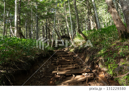 樹林帯を登る登山　御嶽山 131229380