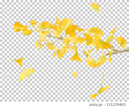 Watercolor illustration of yellow ginkgo trees. Fallen leaves scattered by the wind. Autumn natural material. (Vector) 131229403