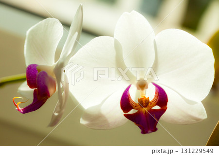 Phalaenopsis. White orchid flower indoor. 131229549