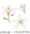 Lemon flowers set of watercolor illustrations. Hand drawn isolated on a white background. Suitable for the design of packaging, cosmetics, cards. 131229744