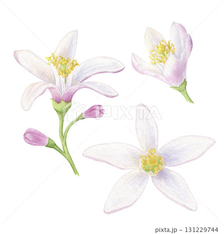 Lemon flowers set of watercolor illustrations. Hand drawn isolated on a white background. Suitable for the design of packaging, cosmetics, cards. Lemon flowers set of watercolor illustrations. Hand drawn isolated on a white background. Suitable for the design of packaging, cosmetics, cards. 131229744