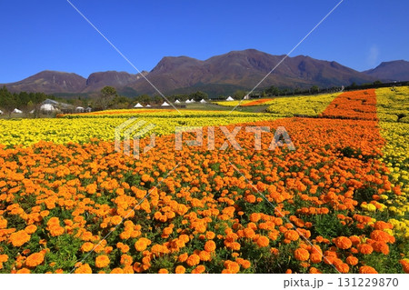 くじゅう連山とマリーゴールド畑(竹田市久住町) くじゅう連山とマリーゴールド畑(竹田市久住町) 131229870