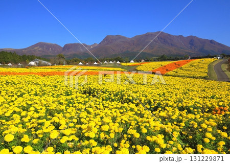 くじゅう連山とマリーゴールド畑（竹田市久住町） 131229871