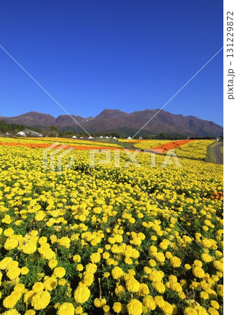 くじゅう連山とマリーゴールド畑(竹田市久住町・縦構図) くじゅう連山とマリーゴールド畑(竹田市久住町・縦構図) 131229872