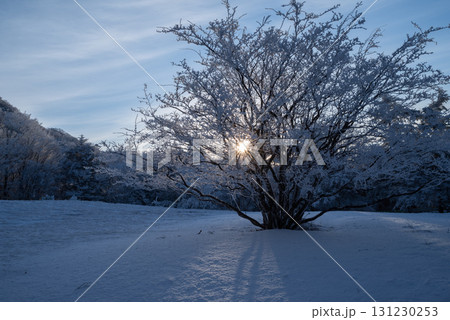 冬の景色　霧氷と朝陽 131230253