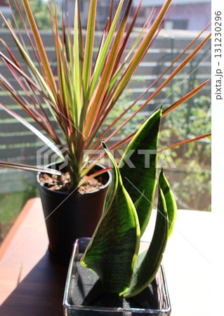 窓辺の観葉植物ドラセナとサンスベリア 窓辺の観葉植物ドラセナとサンスベリア 131230296