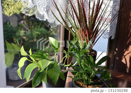 窓辺の観葉植物ドラセナ、クロトン、ポトス 131230298