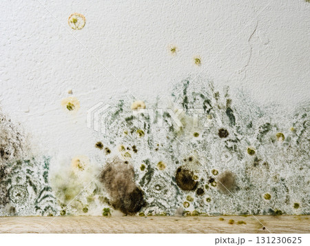 Mould and fungus growth on white wall 131230625