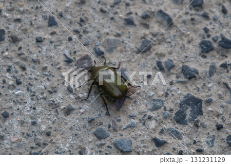 カナブン   宮崎県　高千穂  131231129