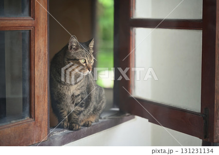Tabby cat sitting on a window sill looking outside with curious green eyes in natural daylight 131231134