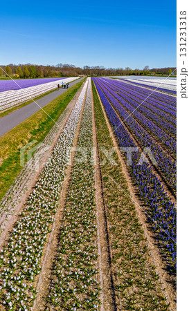 Expansive flower fields in vibrant purple, white, and pink, arranged in long rows beside a paved path with people, framed by trees under a clear blue sky. 131231318