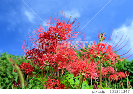 秋の青空に映える彼岸花 131231347