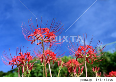 秋の青空に映える彼岸花 131231350