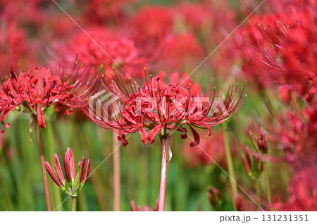 秋の野原に咲く赤い彼岸花 131231351