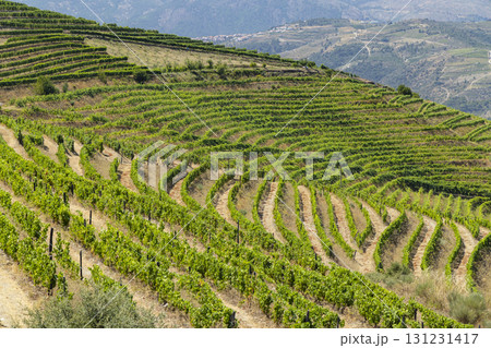 Typical vineyard near Ervedosa do Douro, Alto Douro, Portugal Typical vineyard near Ervedosa do Douro, Alto Douro, Portugal 131231417
