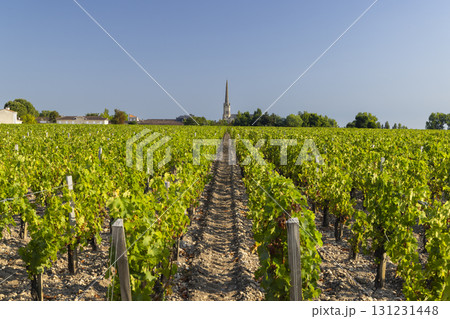Lush vineyard rows leading to Saint Julien Beychevelle church in Nouvelle Aquitaine, France Lush vineyard rows leading to Saint Julien Beychevelle church in Nouvelle Aquitaine, France 131231448