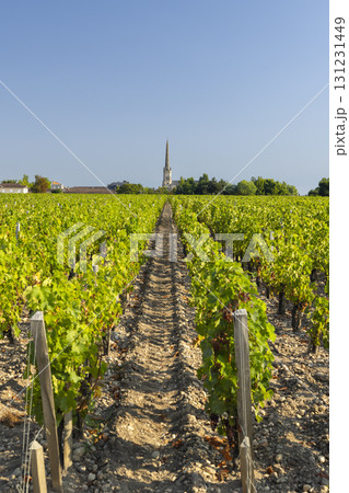 Lush vineyard rows leading to Saint Julien Beychevelle church in Nouvelle Aquitaine, France Lush vineyard rows leading to Saint Julien Beychevelle church in Nouvelle Aquitaine, France 131231449