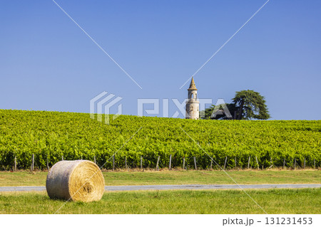 Typical vineyards near Chateau la Tour de By, Bordeaux, Aquitaine, France 131231453