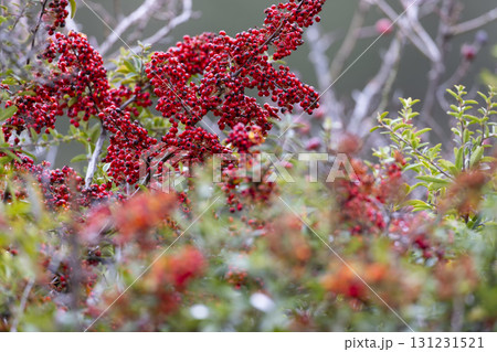Cotoneaster Dammeri plant in autumn Cotoneaster Dammeri plant in autumn 131231521