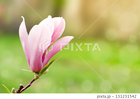 magnolia flower in the garden on a blurry background, Spring, bloom magnolia flower in the garden on a blurry background, Spring, bloom 131231542