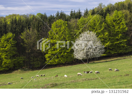 Sheep and goat herd in Polana mountains, Slovakia Sheep and goat herd in Polana mountains, Slovakia 131231562
