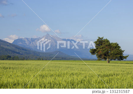 High Tatras with Krivan peak in spring time, Slovakia 131231587