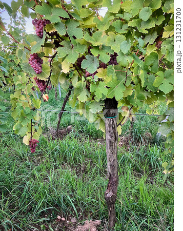 Golden Grapes Across Alsace Vineyards 131231700