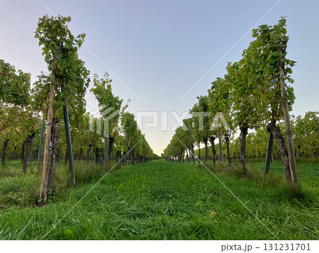Golden Grapes Across Alsace Vineyards Golden Grapes Across Alsace Vineyards 131231701