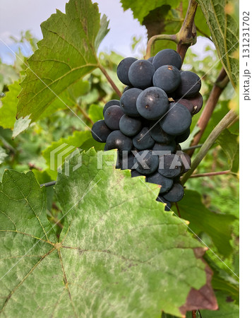 Golden Grapes Across Alsace Vineyards 131231702