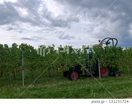 Golden Grapes Across Alsace Vineyards Golden Grapes Across Alsace Vineyards 131231724