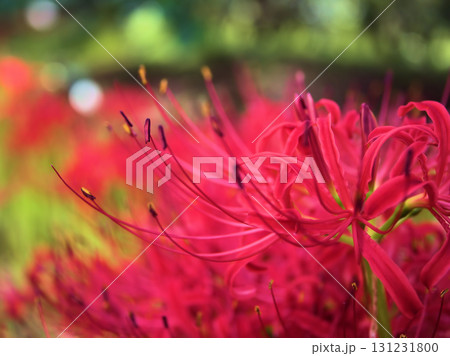 9月に咲いた赤くて美しいヒガンバナ 131231800