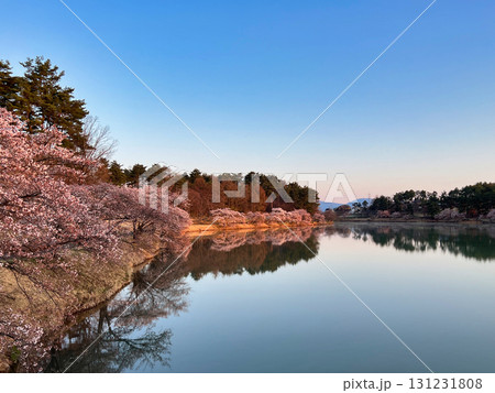 染まる湖畔の桜 染まる湖畔の桜 131231808