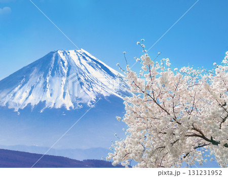 春爛漫の富士山 春爛漫の富士山 131231952